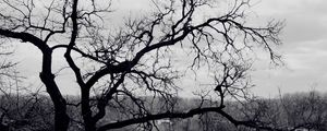 Превью обои дерево, ветви, черно-белые, крыша, жутко, мрачные