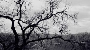 Превью обои дерево, ветви, черно-белые, крыша, жутко, мрачные