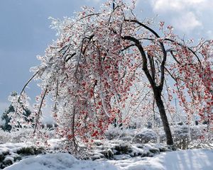 Превью обои дерево, ветви, плоды, снег, лед