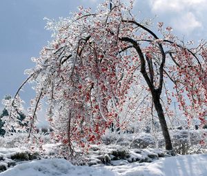 Превью обои дерево, ветви, плоды, снег, лед