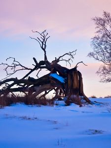 Превью обои дерево, ветви, снег, коряги