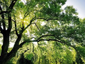 Превью обои дерево, ветви, солнце, лучи, зеленый, свет