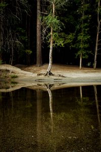 Превью обои дерево, вода, отражение, лес, озеро, берег