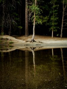 Превью обои дерево, вода, отражение, лес, озеро, берег