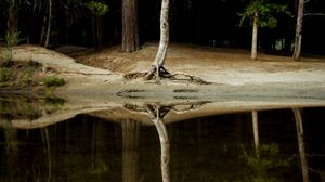 Превью обои дерево, вода, отражение, лес, озеро, берег