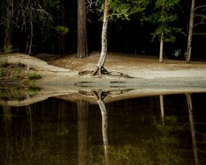 Превью обои дерево, вода, отражение, лес, озеро, берег