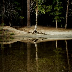 Превью обои дерево, вода, отражение, лес, озеро, берег