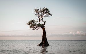 Превью обои дерево, вода, природа