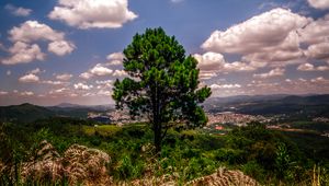 Превью обои дерево, возвышенность, трава, небо, зеленый