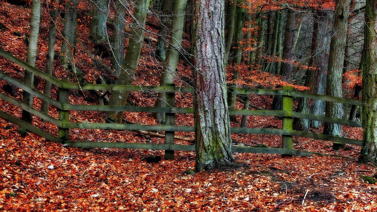 Обои дерево, забор, осень, листья, деревья, ограждение, серый, оранжевый