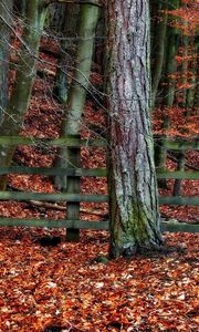 Превью обои дерево, забор, осень, листья, деревья, ограждение, серый, оранжевый