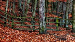 Превью обои дерево, забор, осень, листья, деревья, ограждение, серый, оранжевый