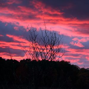 Превью обои дерево, закат, ночь