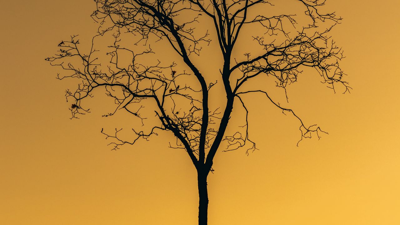 Обои дерево, закат, сумерки, темный, одинокий