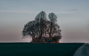 Превью обои дерево, закат, трава, горизонт