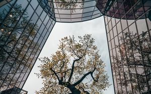 Превью обои дерево, здание, отражение, архитектура, стекло