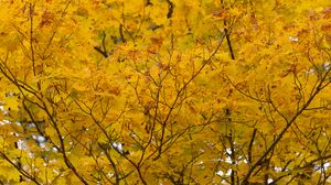 Превью обои дерево, желтый, листья, осень, природа