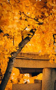 Превью обои дерево, желтый, осень, природа