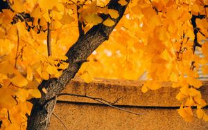 Превью обои дерево, желтый, осень, природа