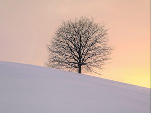 Превью обои дерево, зима, минимализм, снег, пригорок