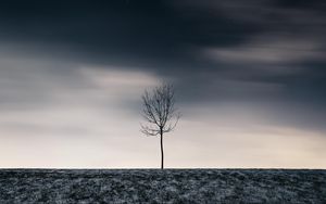 Превью обои дерево, зима, минимализм, снег, звездное небо