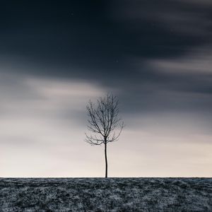 Превью обои дерево, зима, минимализм, снег, звездное небо