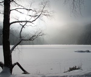 Превью обои дерево, зима, озеро, замерзшее, снег