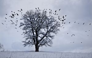 Превью обои дерево, зима, птицы, снег