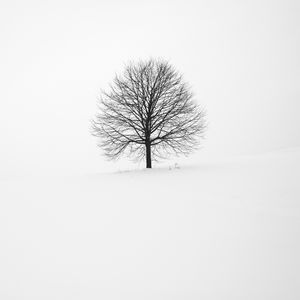 Превью обои дерево, зима, снег, минимализм, чб