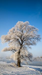 Превью обои дерево, зима, снег, заснеженный, зимний