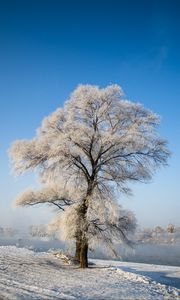 Превью обои дерево, зима, снег, заснеженный, зимний