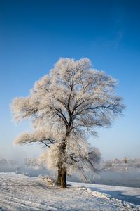 Превью обои дерево, зима, снег, заснеженный, зимний