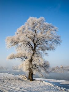 Превью обои дерево, зима, снег, заснеженный, зимний