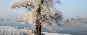 Превью обои дерево, зима, снег, заснеженный, зимний