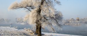 Превью обои дерево, зима, снег, заснеженный, зимний