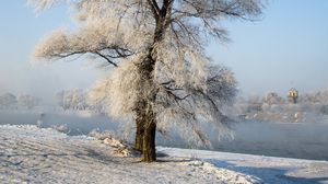 Превью обои дерево, зима, снег, заснеженный, зимний
