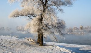 Превью обои дерево, зима, снег, заснеженный, зимний