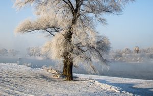 Превью обои дерево, зима, снег, заснеженный, зимний