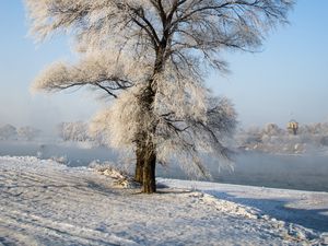 Превью обои дерево, зима, снег, заснеженный, зимний