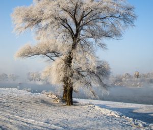 Превью обои дерево, зима, снег, заснеженный, зимний