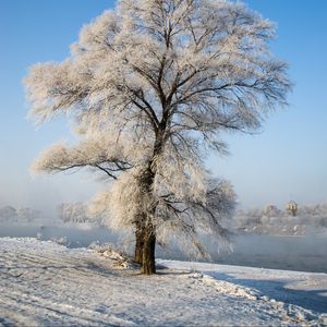 Превью обои дерево, зима, снег, заснеженный, зимний