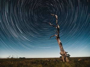 Превью обои дерево, звездное небо, длинная выдержка, звезды, движение, калейдоскоп