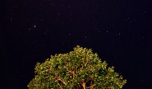 Превью обои дерево, звездное небо, ночь, звезды, темный