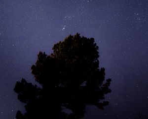 Превью обои дерево, звездное небо, ночь, темный
