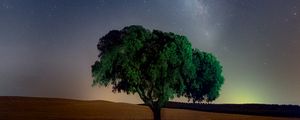 Превью обои дерево, звездное небо, поле, ночь, трава
