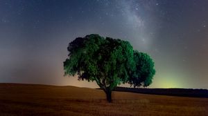 Превью обои дерево, звездное небо, поле, ночь, трава