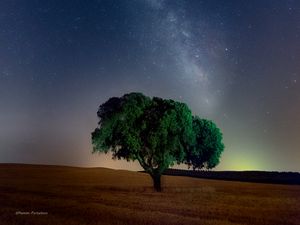 Превью обои дерево, звездное небо, поле, ночь, трава