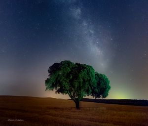Превью обои дерево, звездное небо, поле, ночь, трава