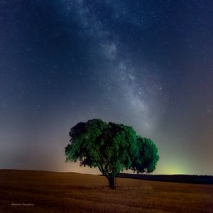 Превью обои дерево, звездное небо, поле, ночь, трава