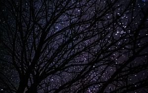 Превью обои дерево, звездное небо, темный, ночь